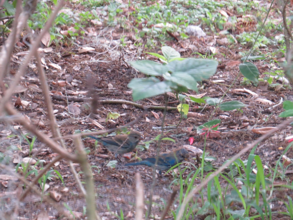 Indigo Bunting - David & Jill Kaminski