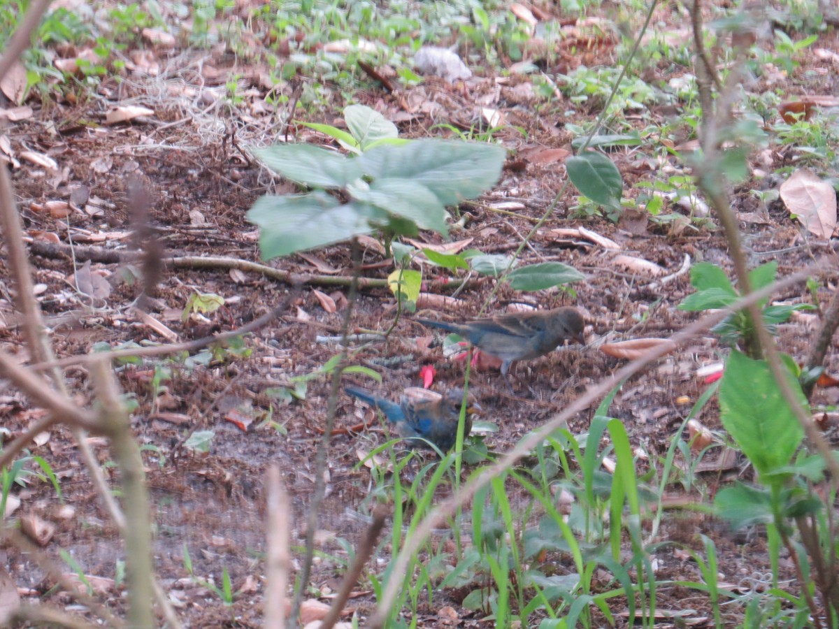 Indigo Bunting - ML543103231