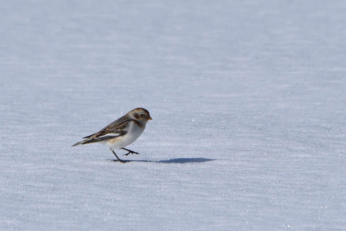 Snow Bunting - ML543103791