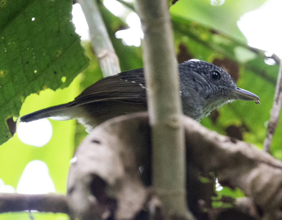 Spot-crowned Antvireo - ML543104831