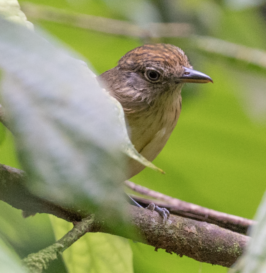 Spot-crowned Antvireo - ML543104841