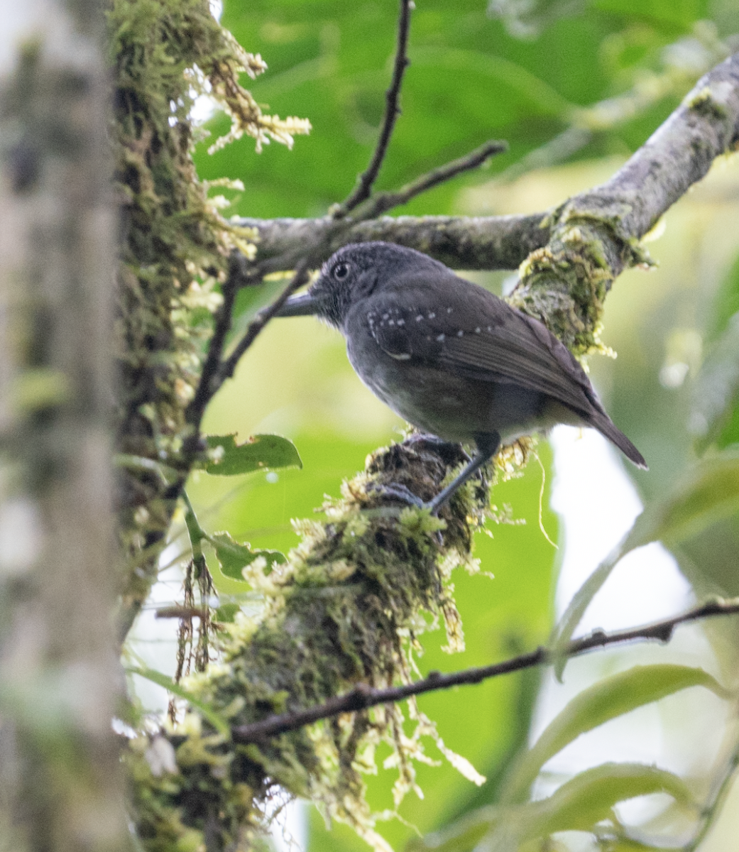 Tüpfelkronen-Ameisenvogel - ML543104851