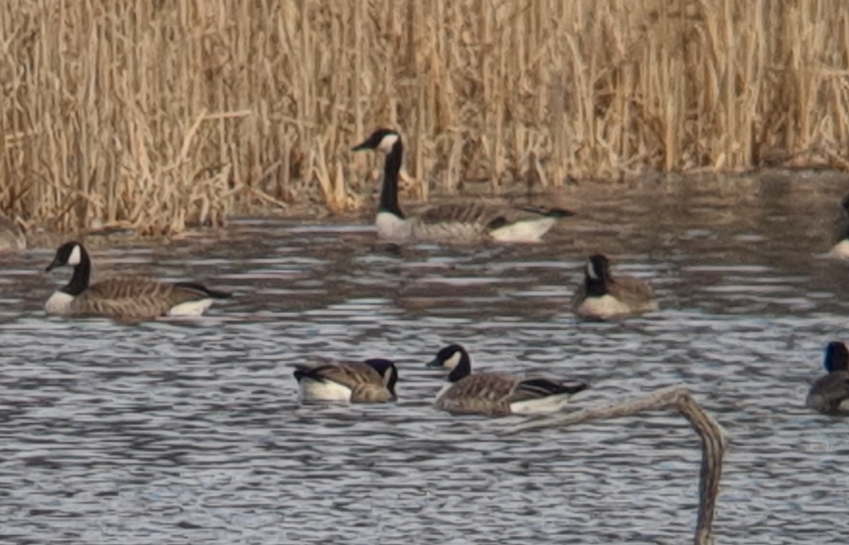 シジュウカラガン（hutchinsii） - ML543104871