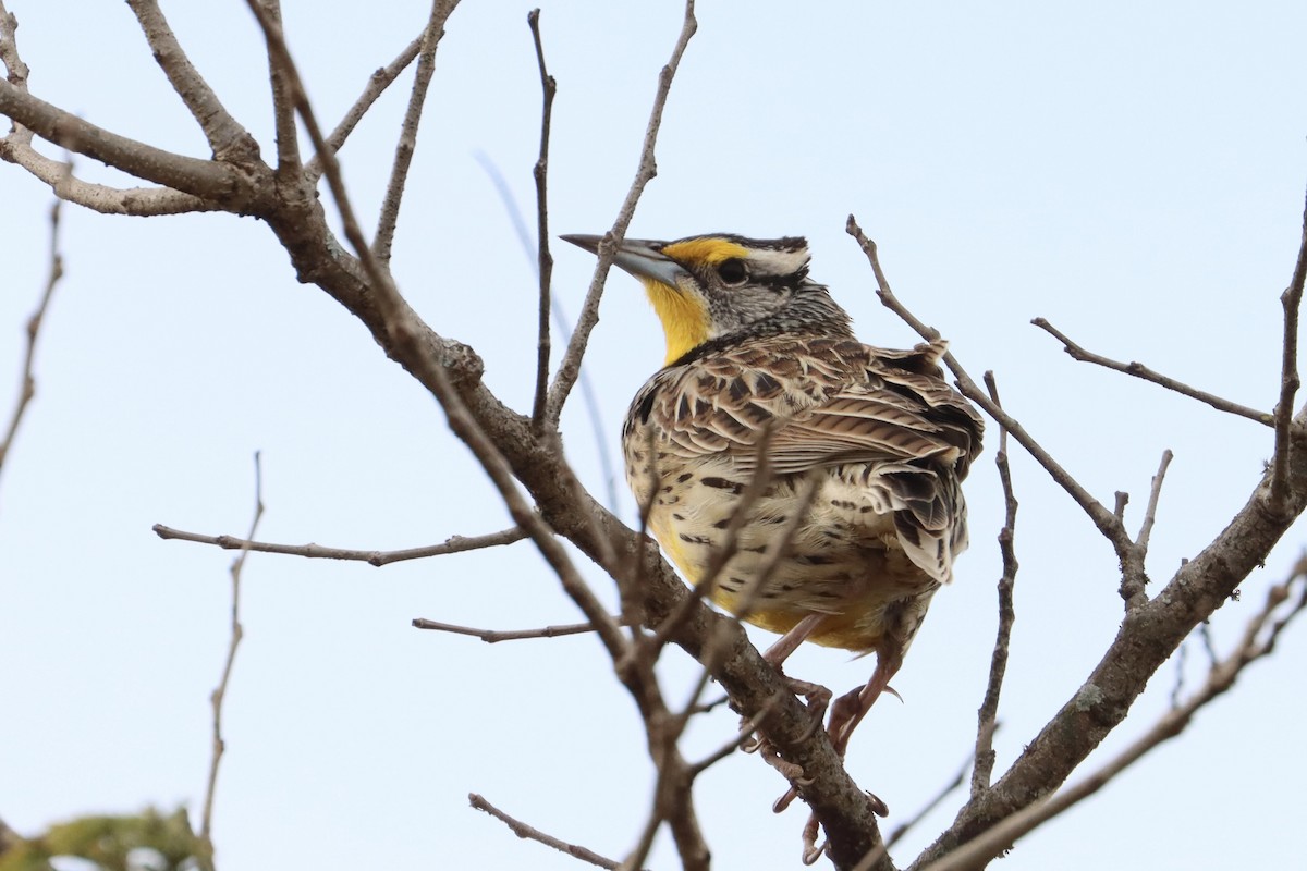 Eastern Meadowlark - John van Dort