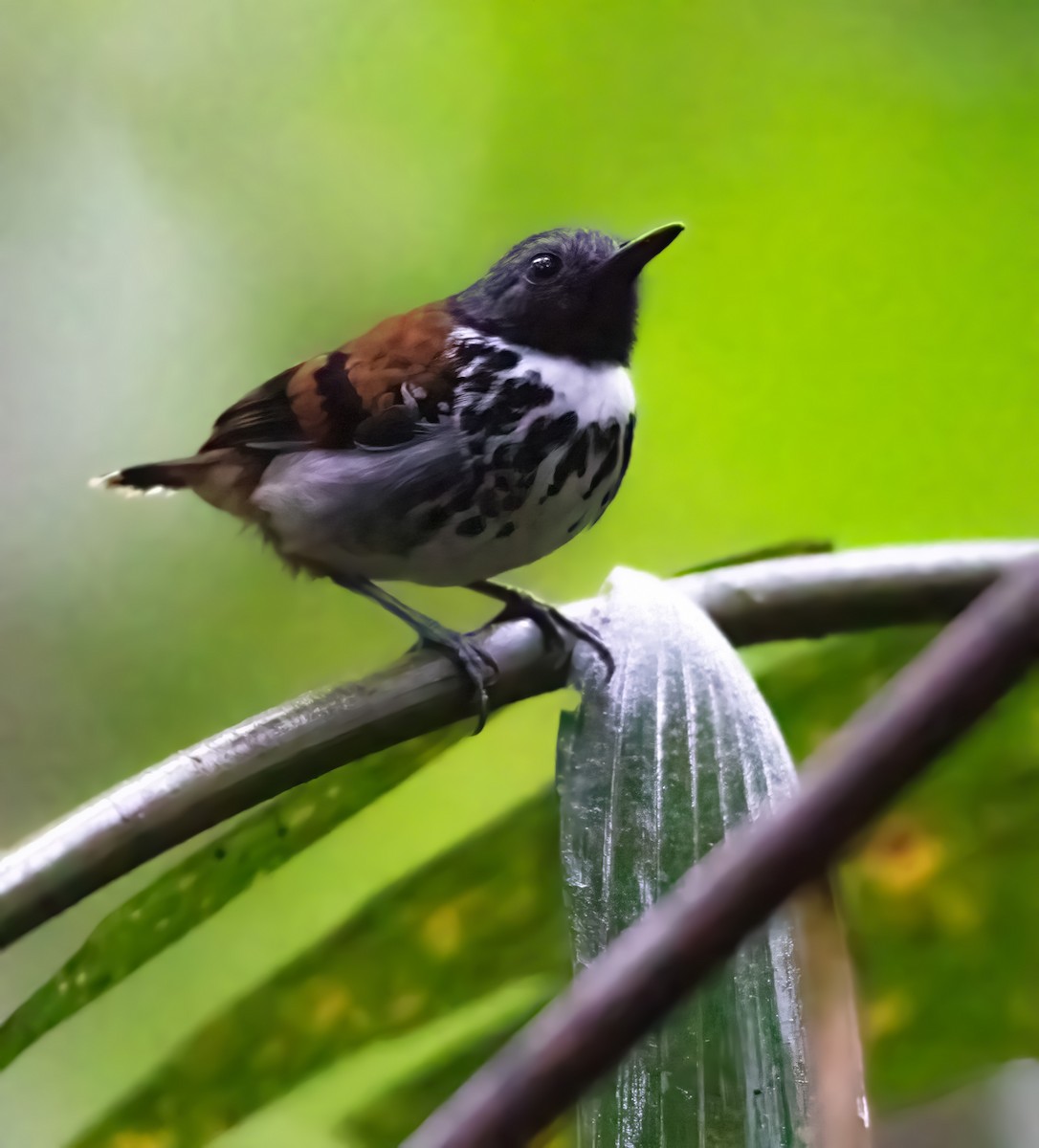 Spotted Antbird - Alex Boas