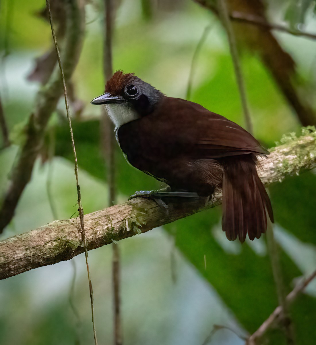 Bicolored Antbird - ML543105121