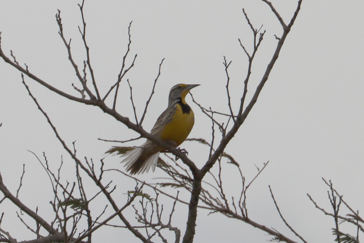 Eastern Meadowlark - ML543105131