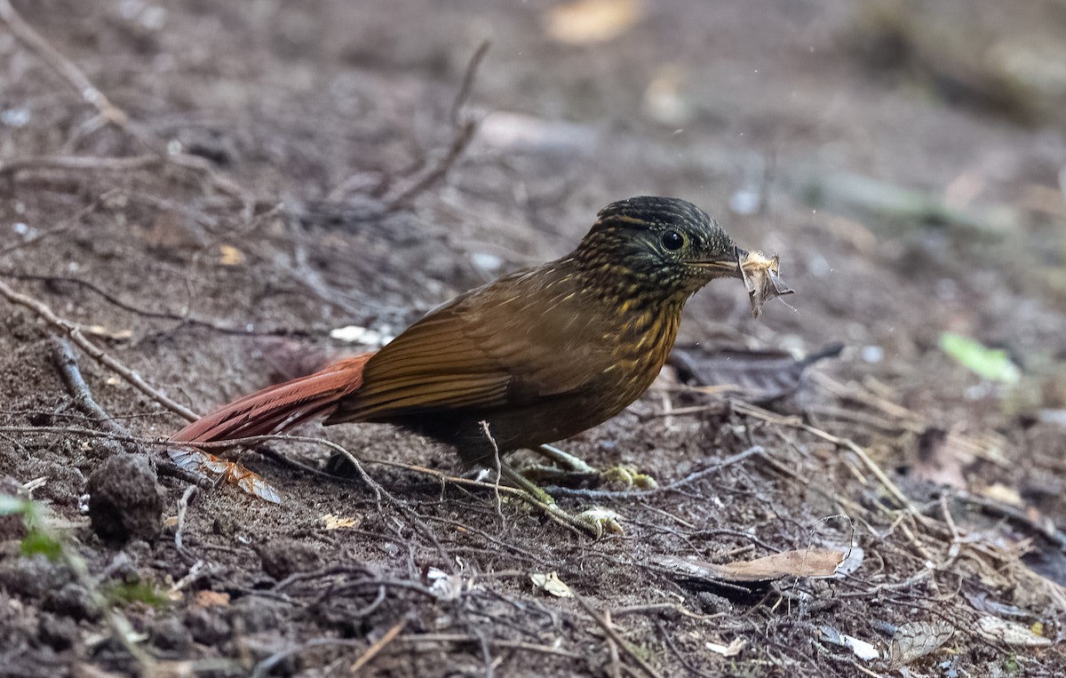 Streak-capped Treehunter - ML543105201