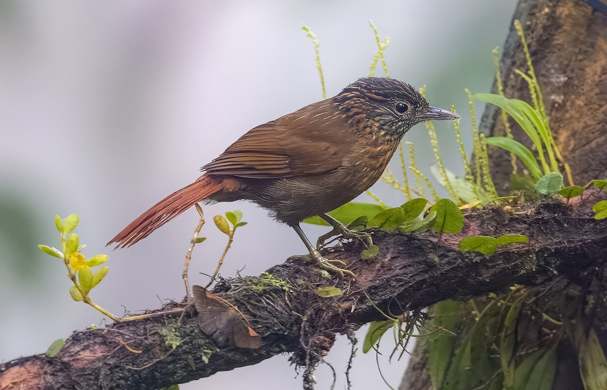 Streak-capped Treehunter - ML543105211