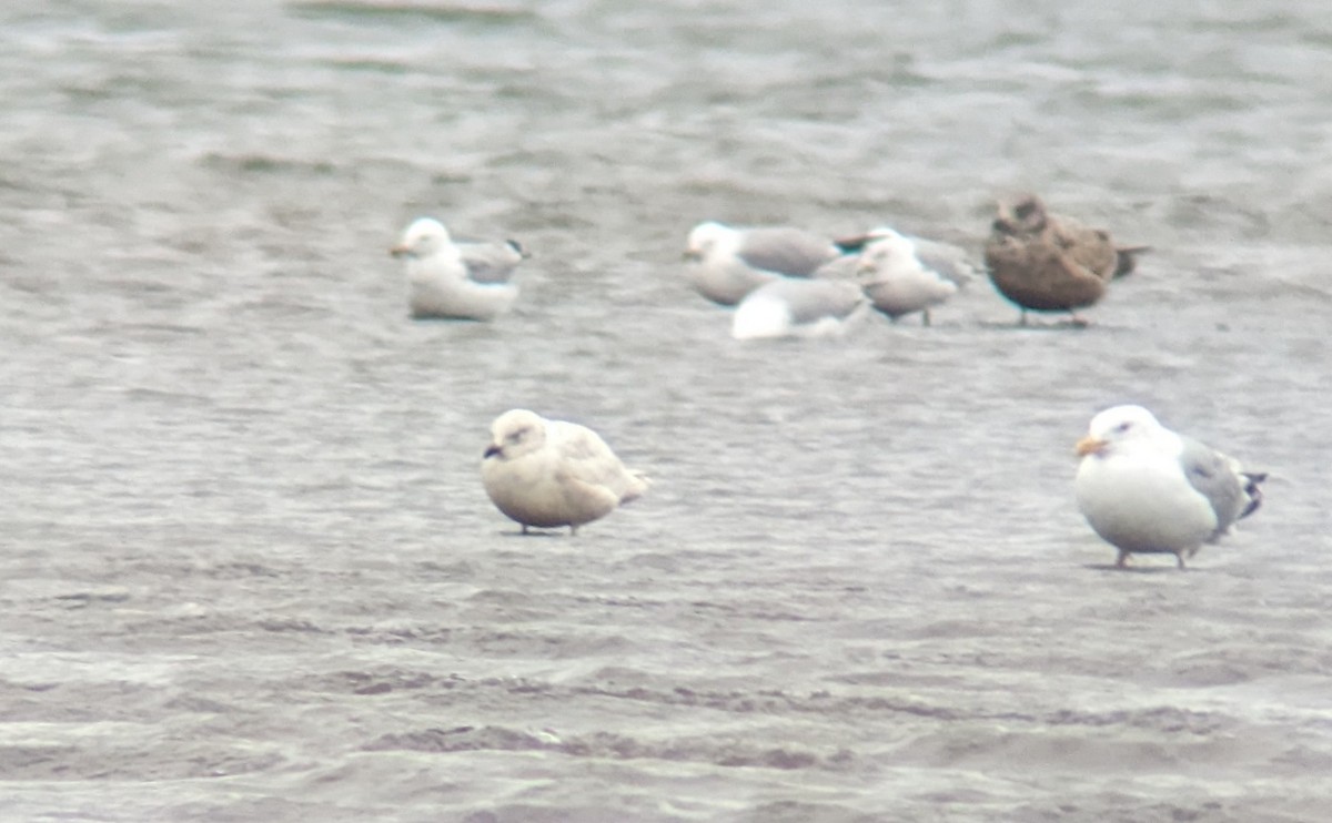 Gaviota Groenlandesa - ML543105231