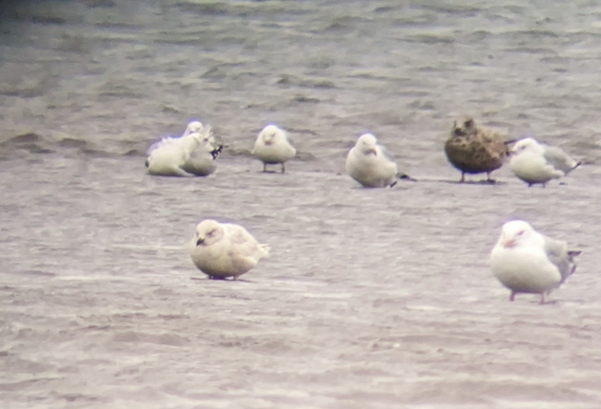 Iceland Gull - ML543105241