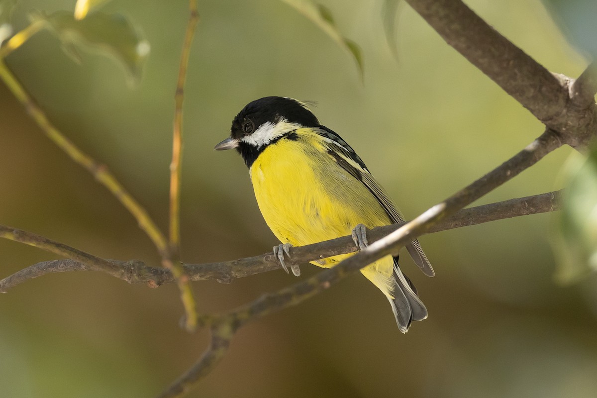 Yellow-bellied Tit - Kasia & Takashi Someya