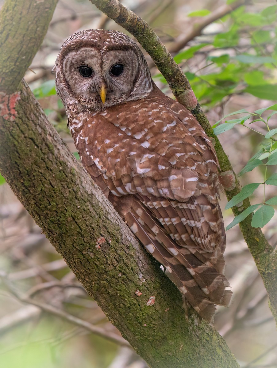 Barred Owl - ML543105811