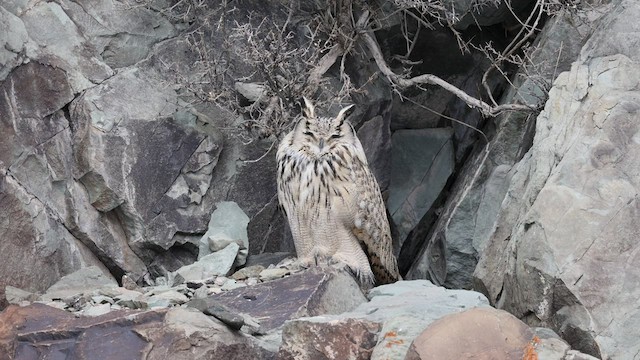 Eurasian Eagle-Owl - ML543106071