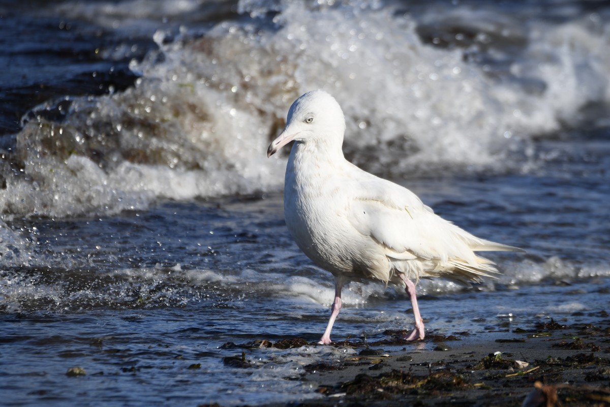 Glaucous Gull - ML543110731