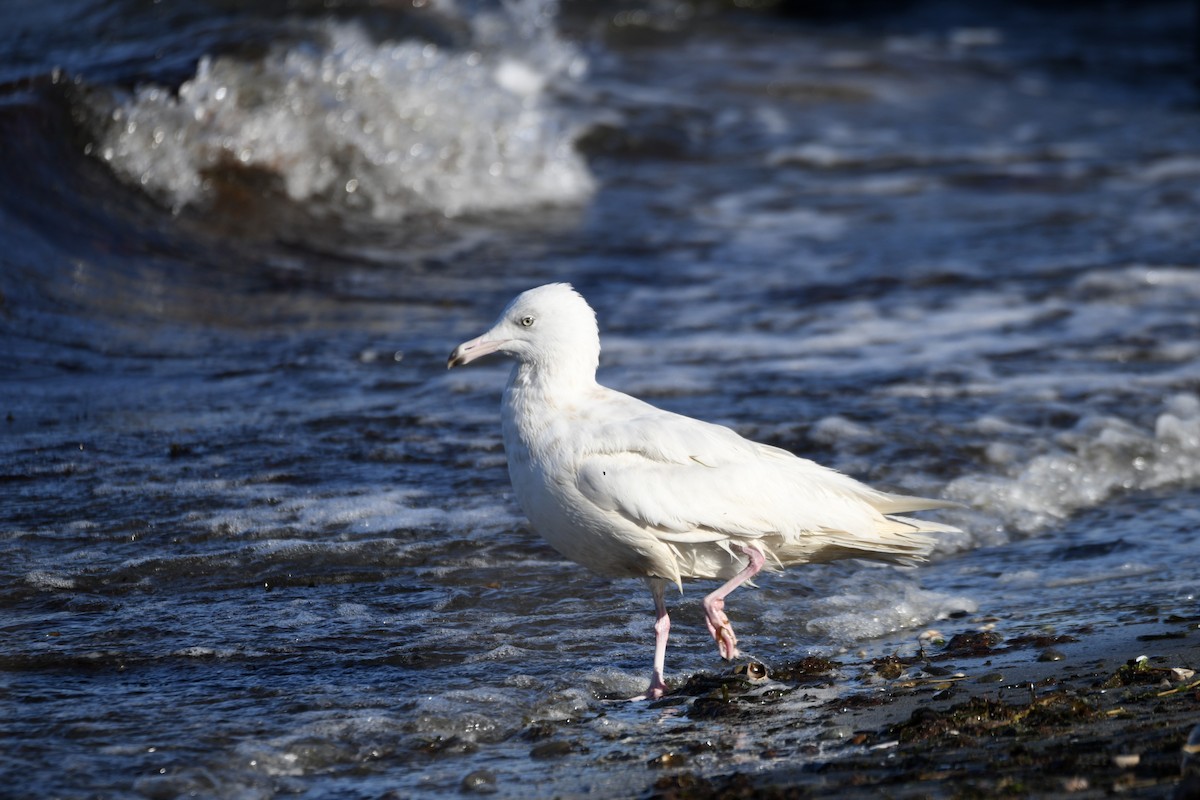 Glaucous Gull - ML543110741