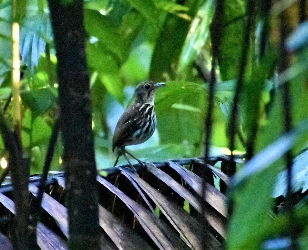 Streak-chested Antpitta - ML543111031