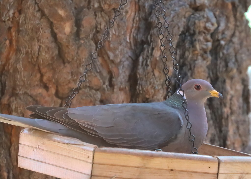 Band-tailed Pigeon - ML543111561