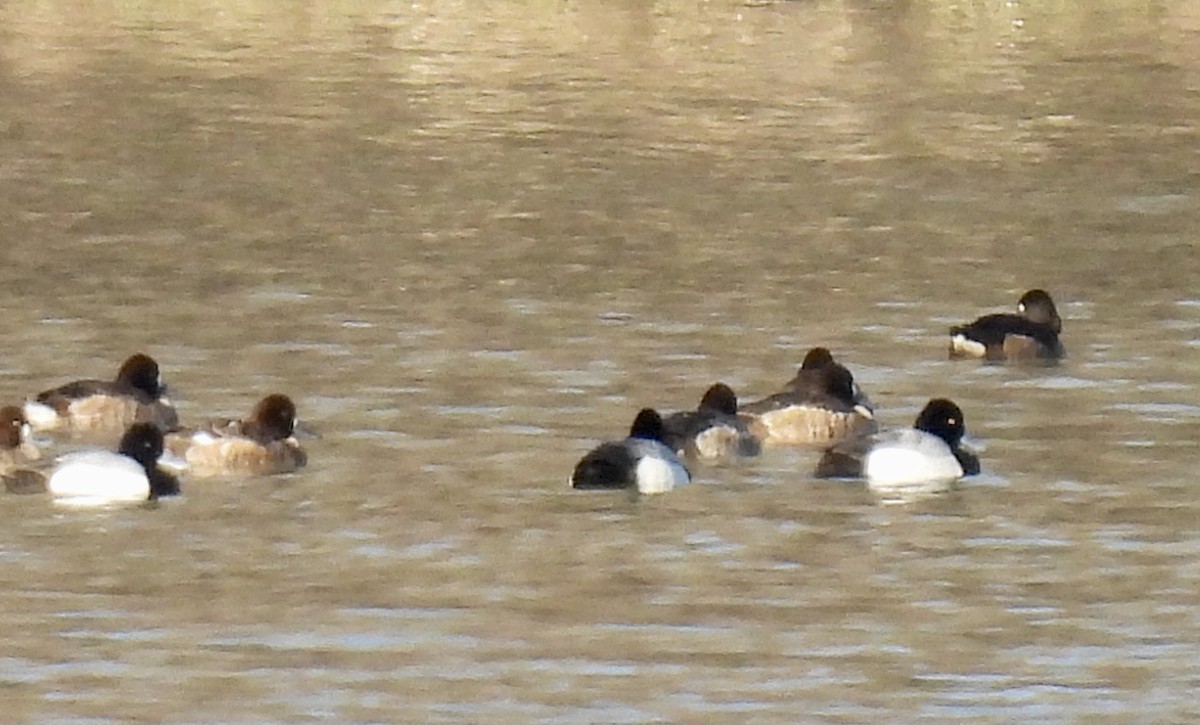 Lesser Scaup - ML543113551