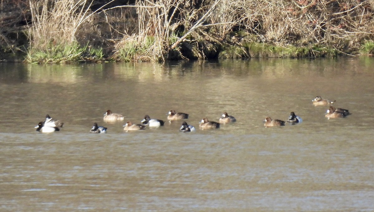 Lesser Scaup - ML543113561