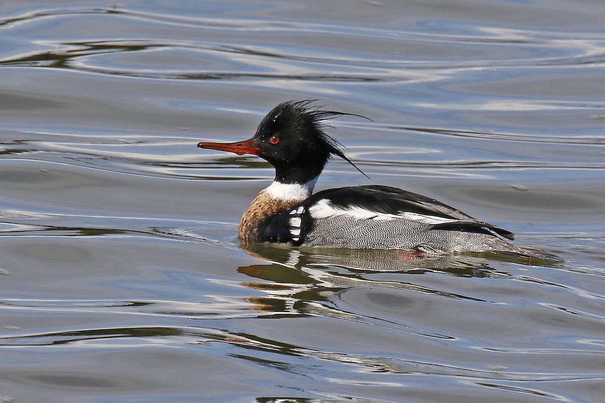 Red-breasted Merganser - Joan Tisdale