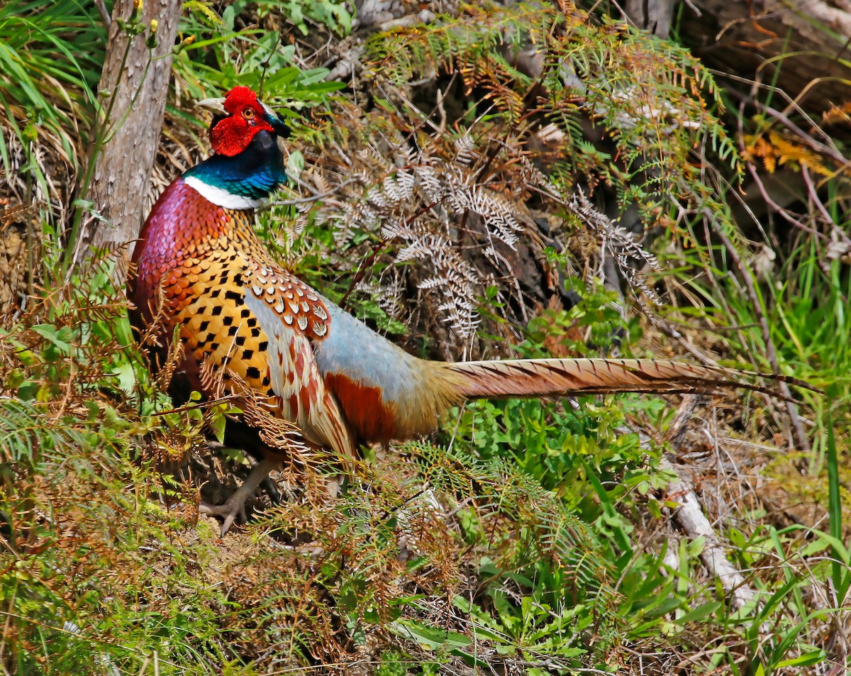 Ring-necked Pheasant - ML54311501