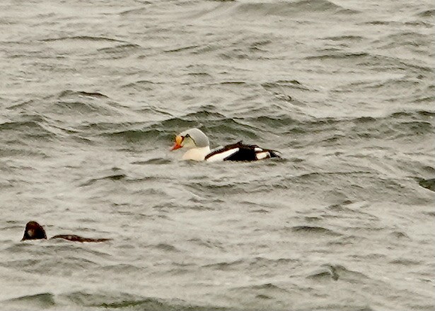 King Eider - ML543116151