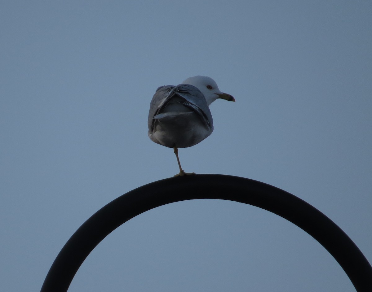 Ring-billed Gull - ML543116751