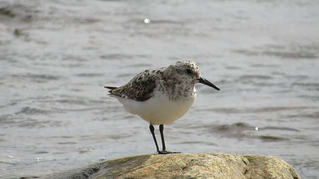 ミユビシギ - ML543117141