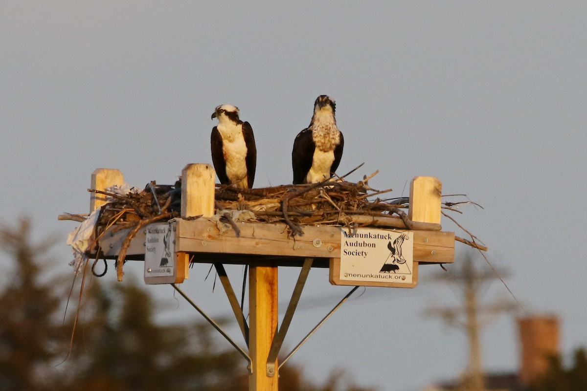 Osprey - ML54311821