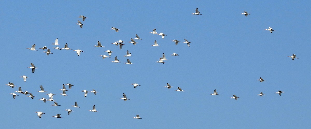ibis bílý - ML543119011