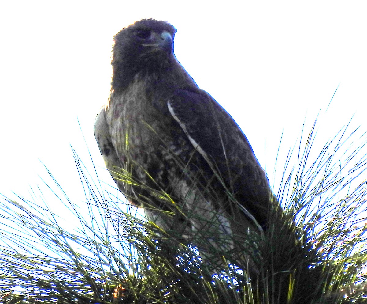 Red-tailed Hawk - ML543119371