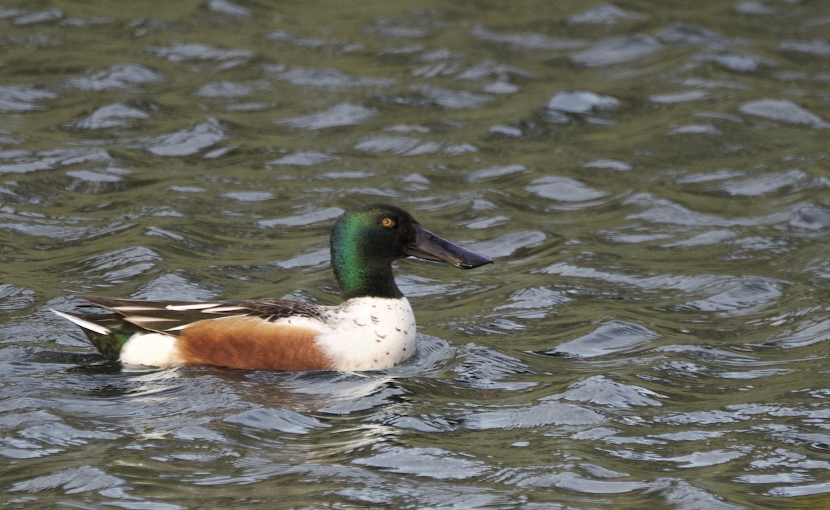 Northern Shoveler - ML543119571