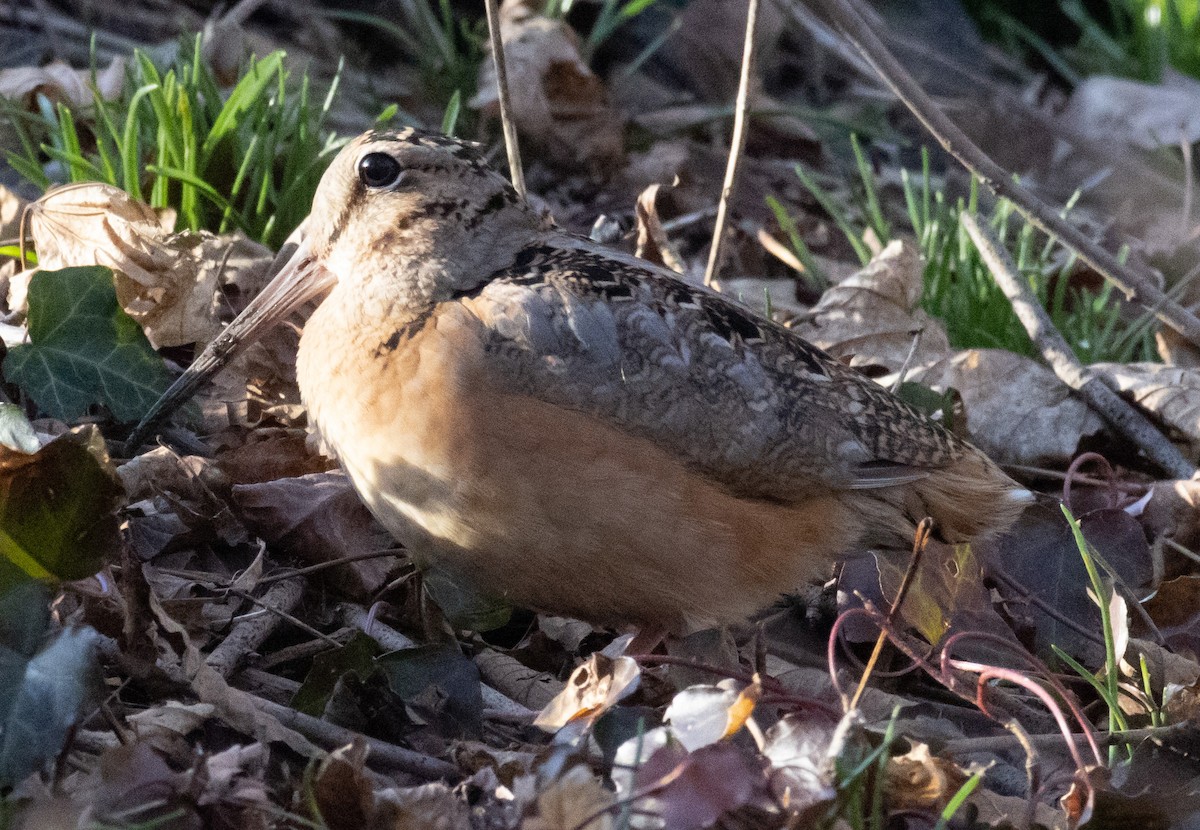 American Woodcock - ML543120531