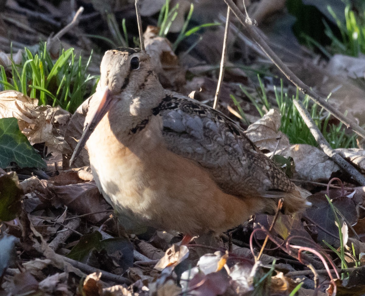 American Woodcock - ML543120581