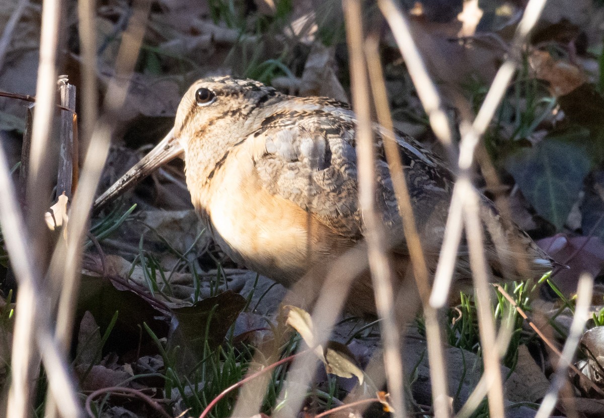 American Woodcock - ML543120591