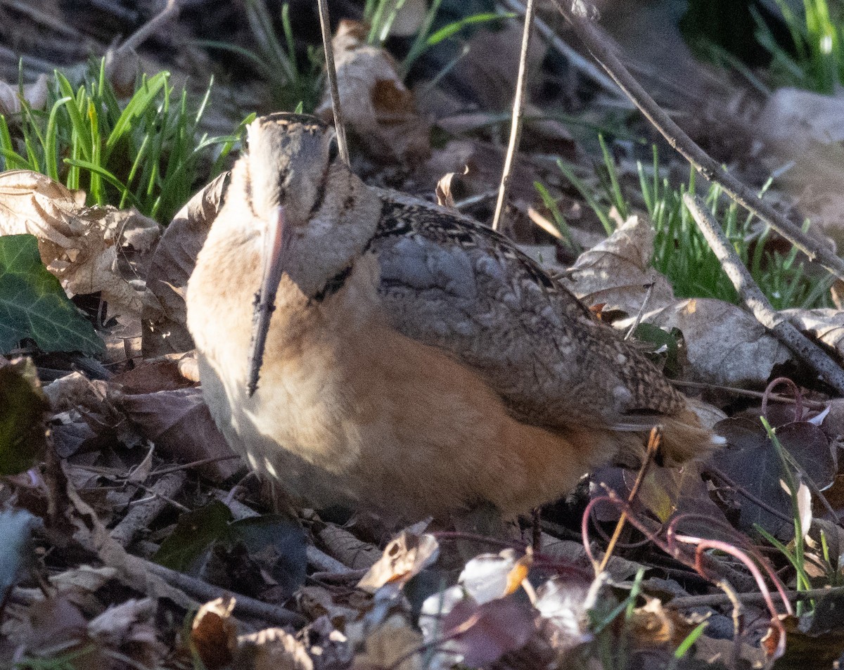 American Woodcock - ML543120601