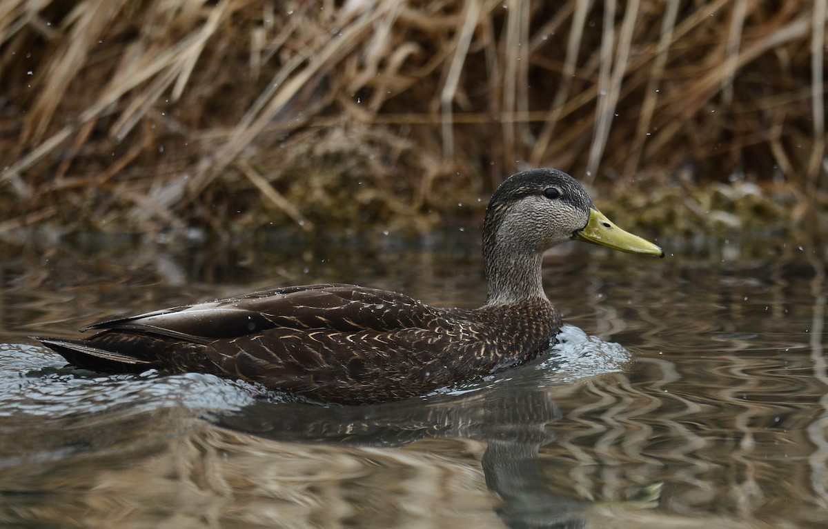 アメリカガモ - ML54312071