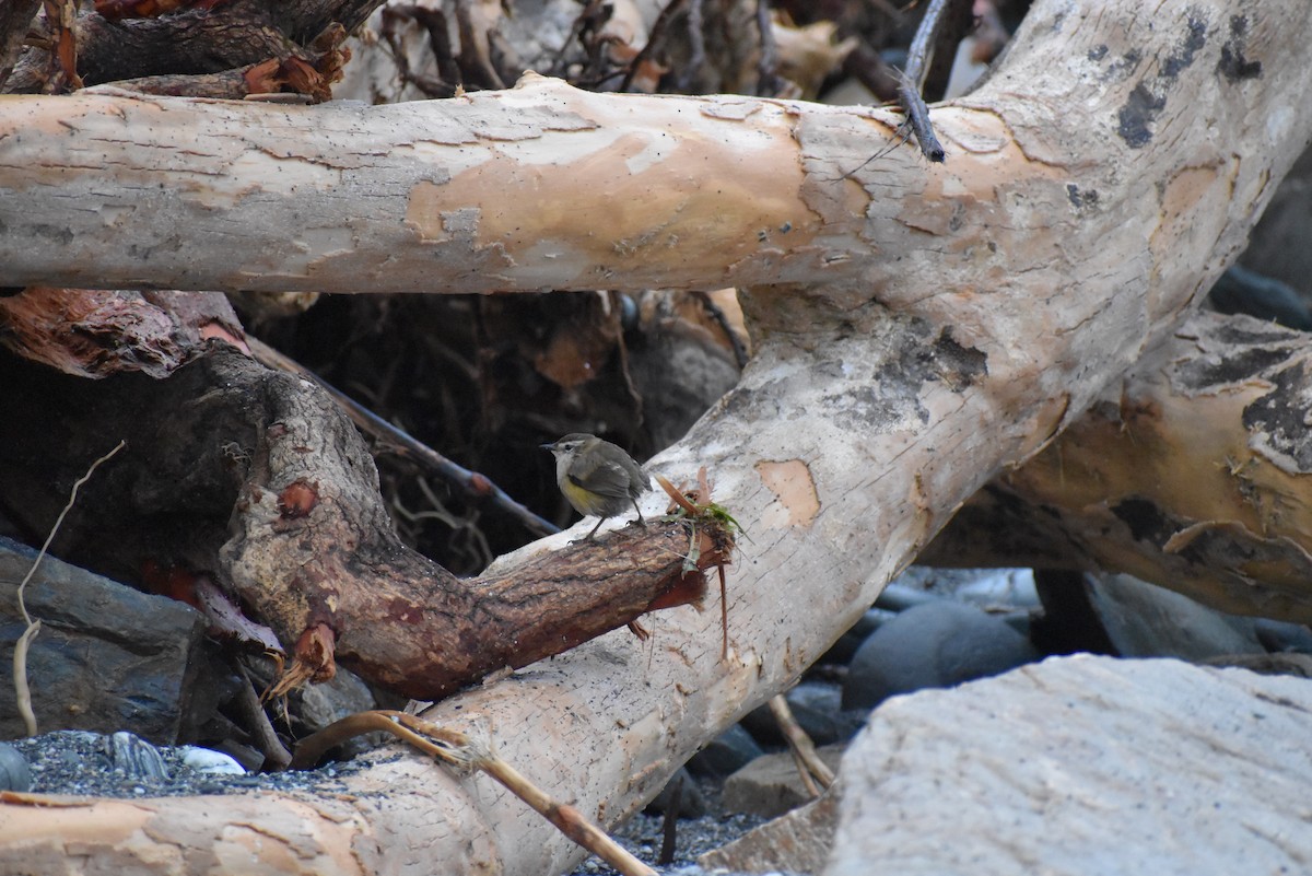 South Island Wren - ML543121281