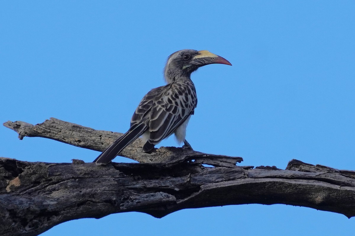 African Gray Hornbill - ML543121881