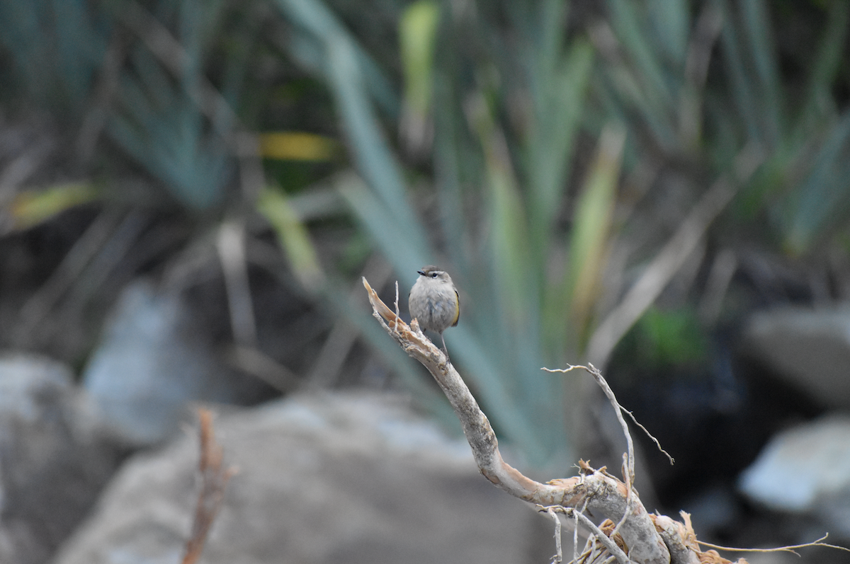 South Island Wren - ML543122131