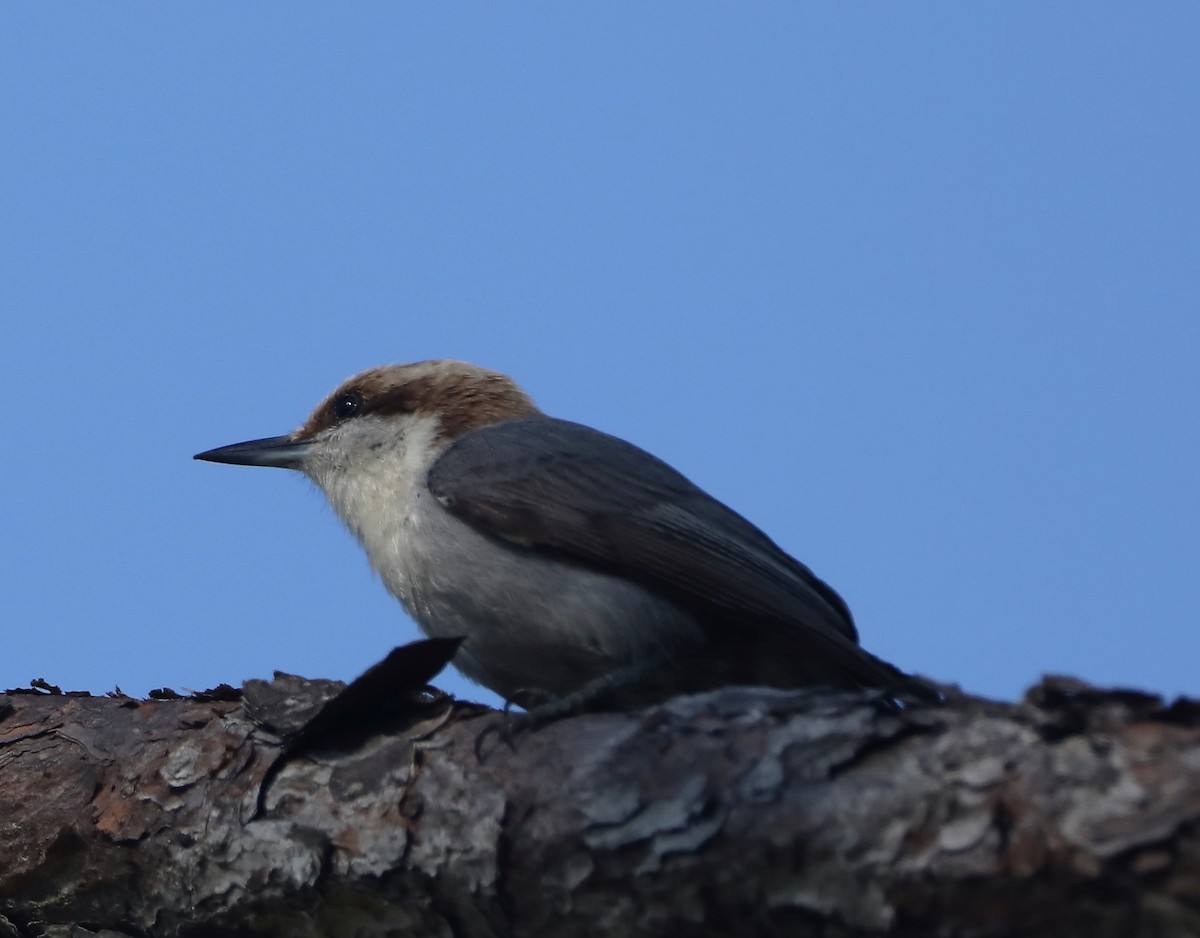 Brown-headed Nuthatch - Glenn Blaser