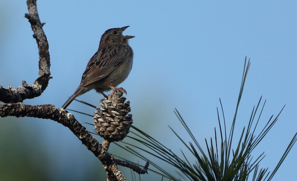 Bachman's Sparrow - Glenn Blaser