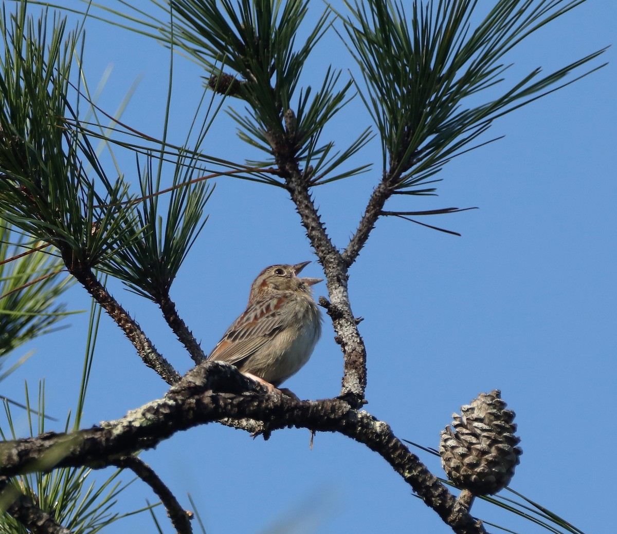 Bachman's Sparrow - ML543123791