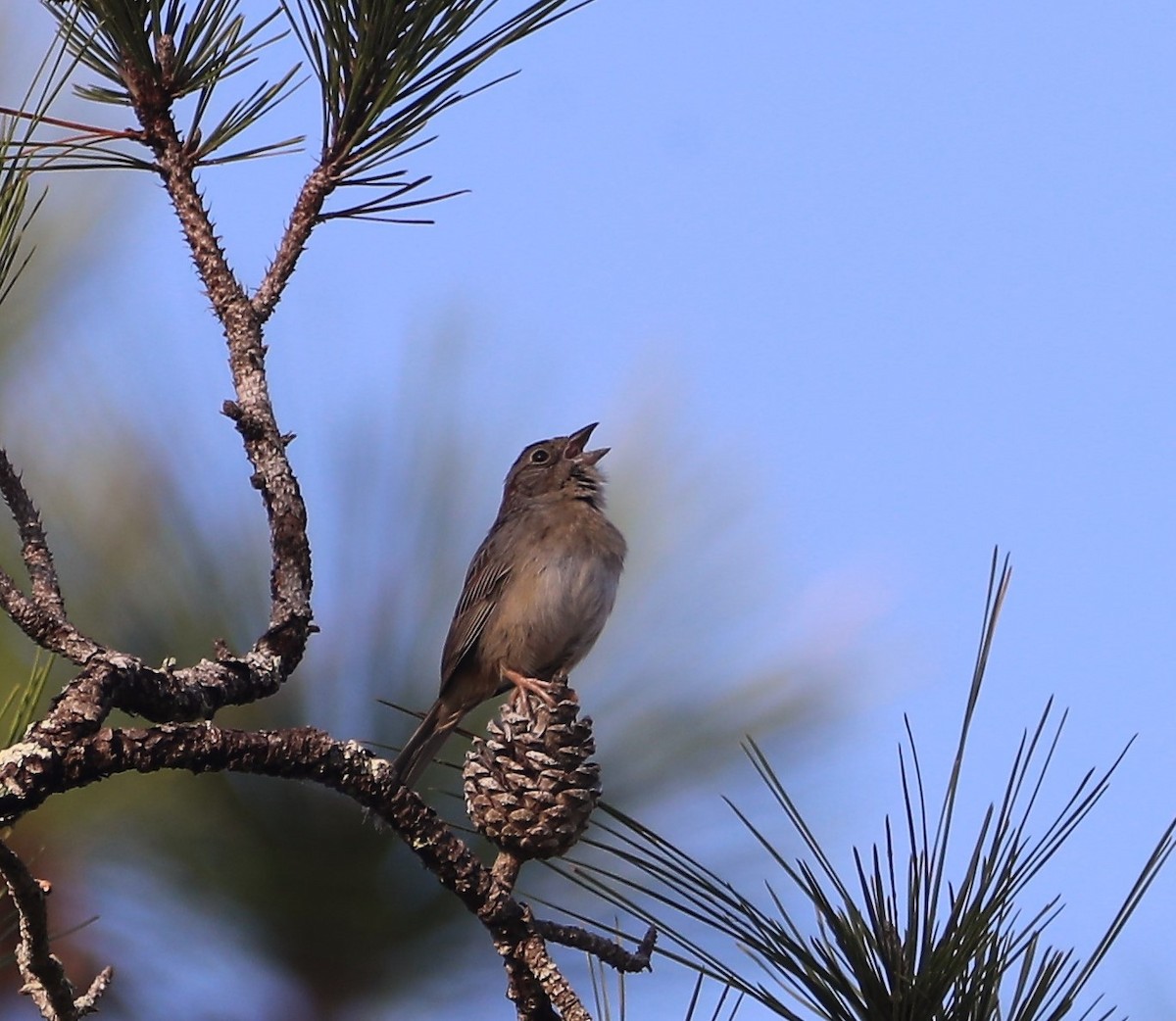 Bachman's Sparrow - Glenn Blaser