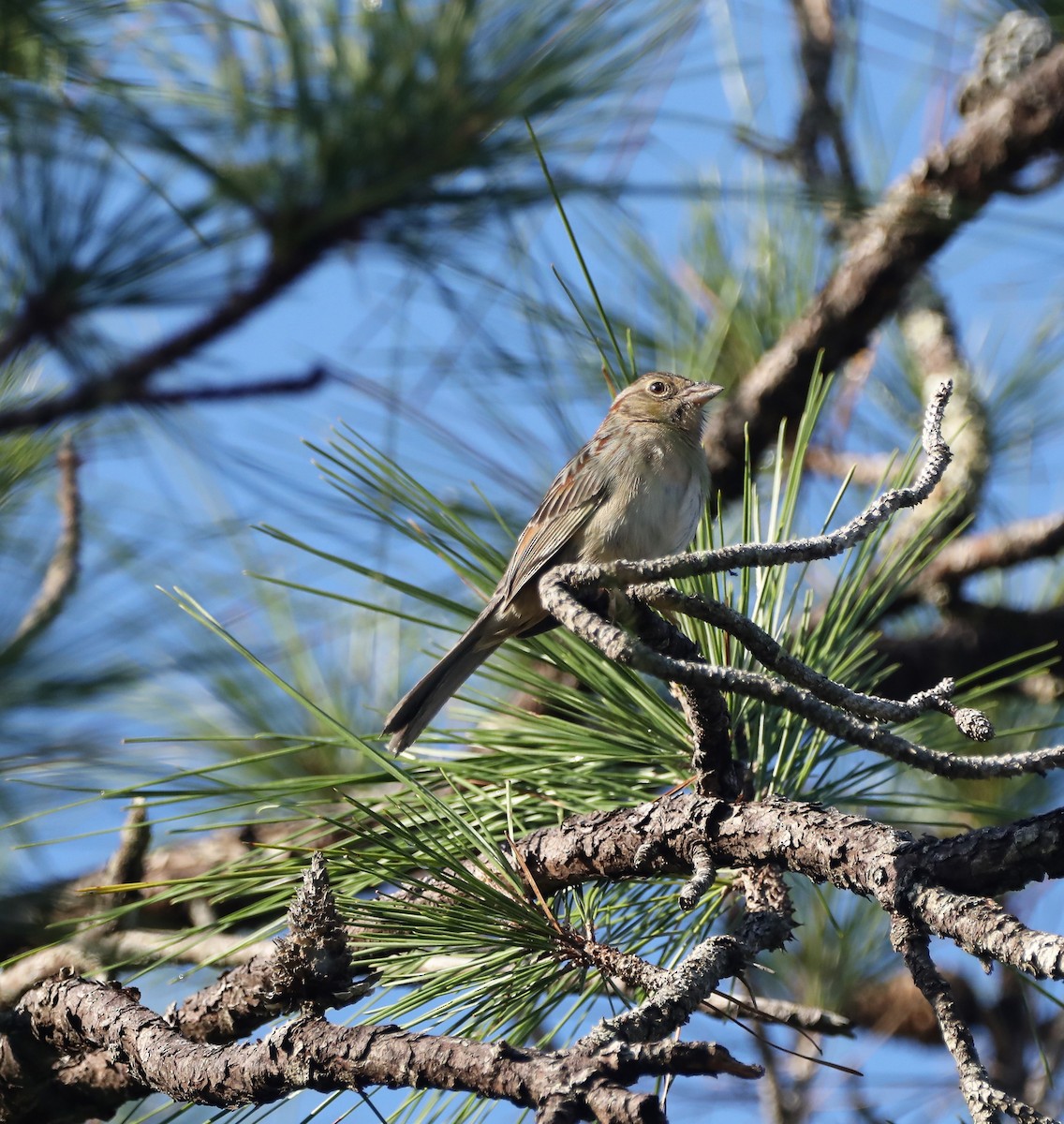 Bachman's Sparrow - Glenn Blaser