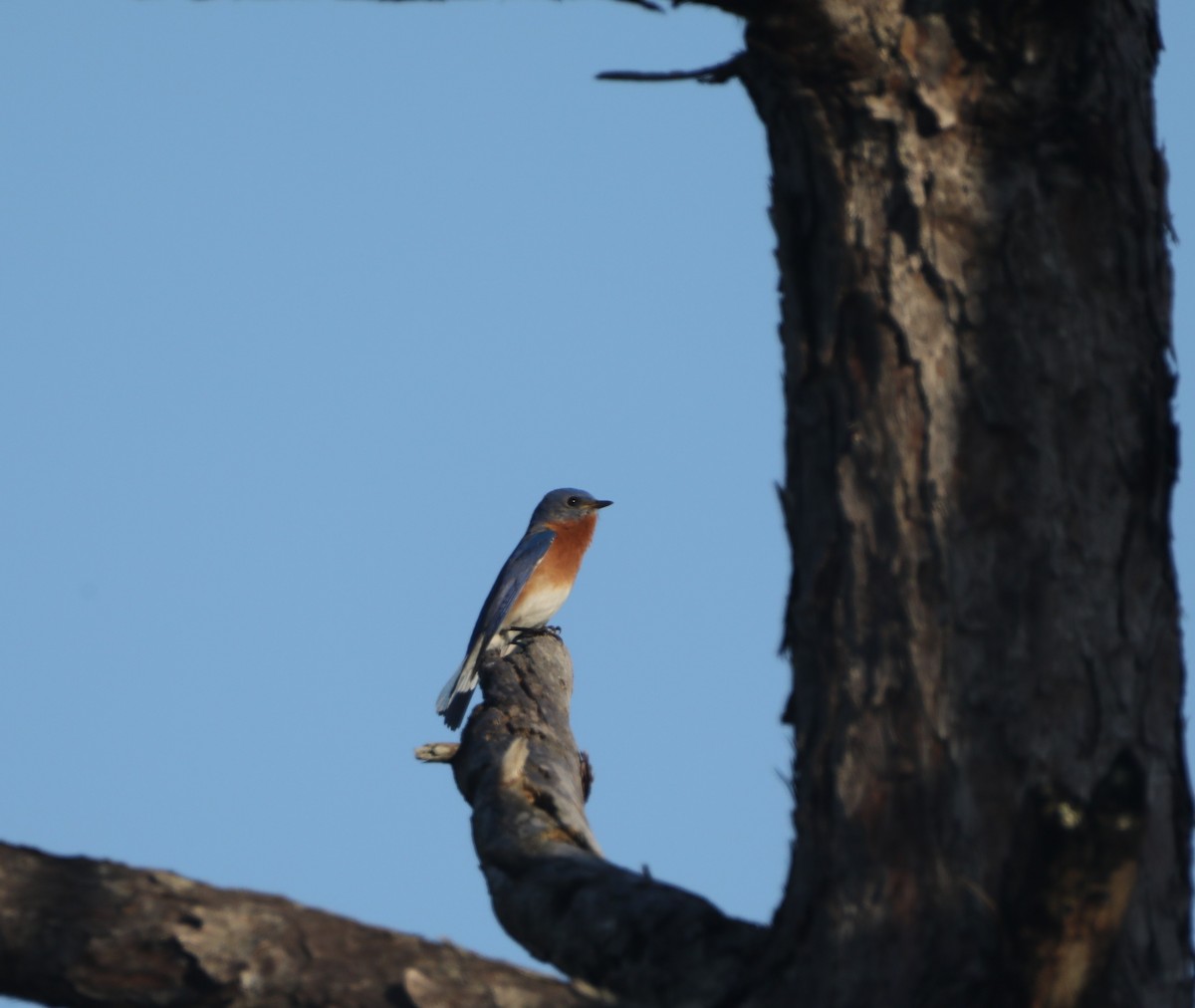 Eastern Bluebird - Glenn Blaser