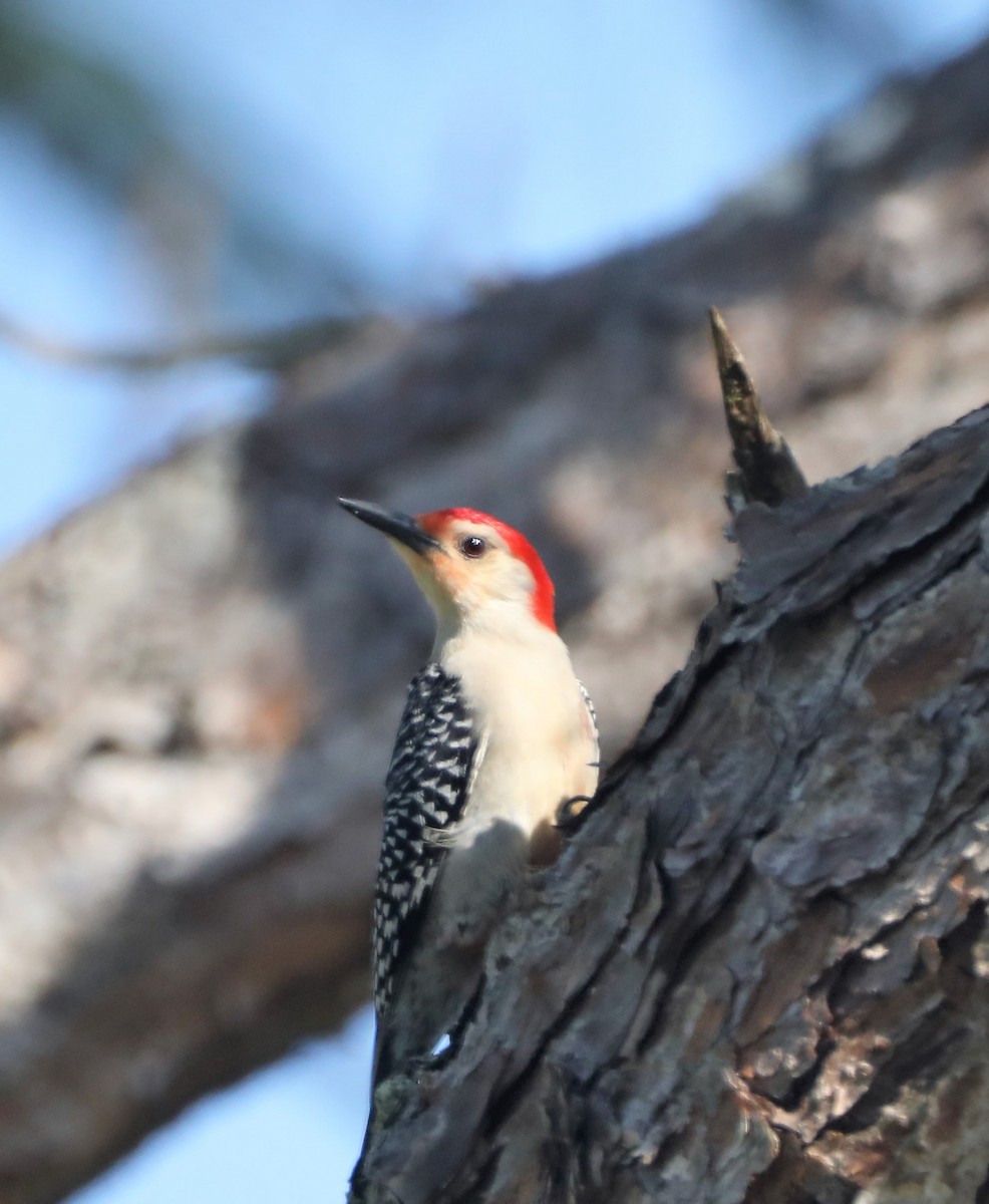 Red-bellied Woodpecker - Glenn Blaser