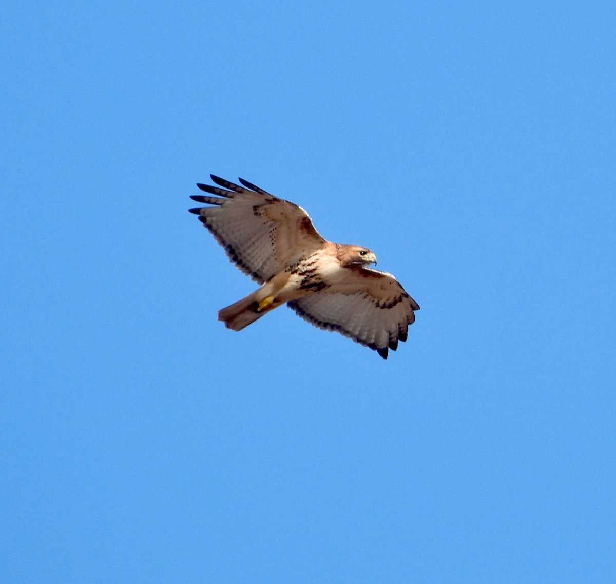 Red-tailed Hawk - ML543125341