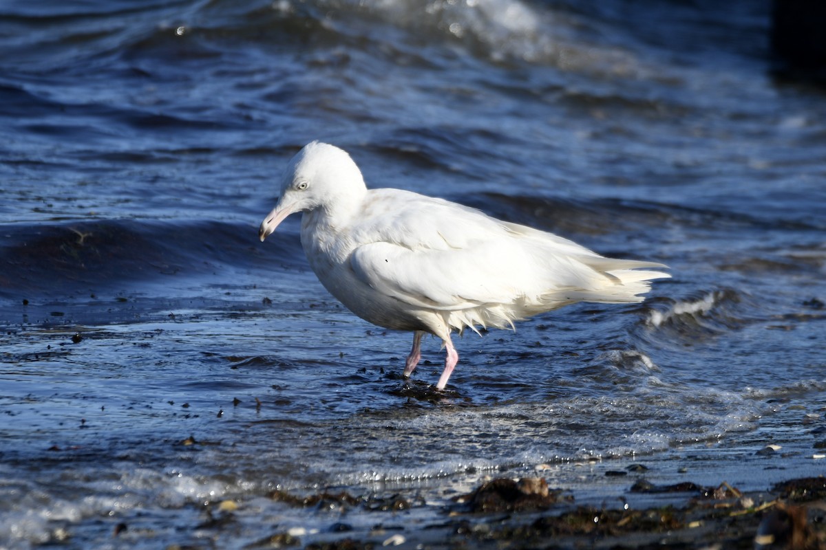 Glaucous Gull - Christopher Veale